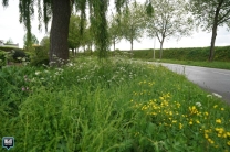 Ecologisch Bermbeheer Gemeente Weert